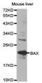 BAX antibody, TA326770, Origene, Western Blot image 