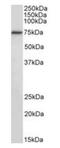 Regulatory Factor X5 antibody, orb97632, Biorbyt, Western Blot image 