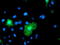 Von Willebrand Factor A Domain Containing 5A antibody, TA501597, Origene, Immunofluorescence image 