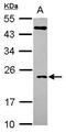 Ras-like protein TC10 antibody, PA5-30573, Invitrogen Antibodies, Western Blot image 