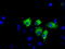 Nitrilase homolog 1 antibody, TA501084, Origene, Immunofluorescence image 