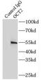 POU domain, class 2, transcription factor 2 antibody, FNab05961, FineTest, Immunoprecipitation image 