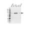Factor Interacting With PAPOLA And CPSF1 antibody, VPA00406, Bio-Rad (formerly AbD Serotec) , Western Blot image 