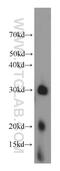Mitochondrial Ribosomal Protein S2 antibody, 15907-1-AP, Proteintech Group, Western Blot image 