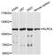 NLR Family CARD Domain Containing 4 antibody, LS-C748181, Lifespan Biosciences, Western Blot image 