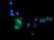 Sequestosome 1 antibody, TA502174, Origene, Immunofluorescence image 