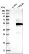 Leucine Rich Repeat Containing 25 antibody, NBP1-83476, Novus Biologicals, Western Blot image 