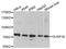 Dual specificity protein phosphatase 16 antibody, A10155, ABclonal Technology, Western Blot image 