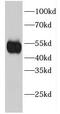 Eukaryotic translation initiation factor 2 subunit 2 antibody, FNab02700, FineTest, Western Blot image 