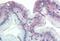Golgi Glycoprotein 1 antibody, orb96649, Biorbyt, Immunohistochemistry paraffin image 