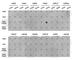 Histone Cluster 3 H3 antibody, A2359, ABclonal Technology, Dot Blot image 