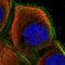 Zinc Finger Protein 839 antibody, HPA020434, Atlas Antibodies, Immunofluorescence image 