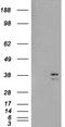 Sirtuin 4 antibody, EB06288, Everest Biotech, Western Blot image 