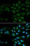 Hepatic lipase antibody, LS-C331464, Lifespan Biosciences, Immunofluorescence image 