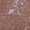 Protein kinase C and casein kinase substrate in neurons 2 protein antibody, NBP2-13723, Novus Biologicals, Immunohistochemistry frozen image 