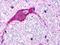 Probable G-protein coupled receptor 174 antibody, LS-A407, Lifespan Biosciences, Immunohistochemistry paraffin image 