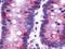 Cadherin EGF LAG seven-pass G-type receptor 1 antibody, orb85000, Biorbyt, Immunohistochemistry paraffin image 
