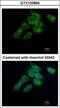 Hydroxysteroid 17-Beta Dehydrogenase 4 antibody, GTX103864, GeneTex, Immunofluorescence image 