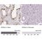 Karyopherin Subunit Alpha 2 antibody, NBP2-38482, Novus Biologicals, Immunohistochemistry paraffin image 