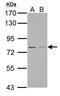 IK Cytokine antibody, GTX123170, GeneTex, Western Blot image 