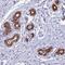Protein FAM38B antibody, HPA040616, Atlas Antibodies, Immunohistochemistry frozen image 
