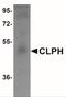 Calcium-binding and spermatid-specific protein 1 antibody, NBP1-77091, Novus Biologicals, Western Blot image 
