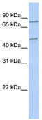 Zinc Finger Protein 491 antibody, TA345538, Origene, Western Blot image 