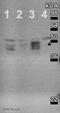 Aurora Kinase A antibody, ab13824, Abcam, Western Blot image 