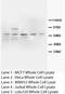 Mitochondrially Encoded Cytochrome C Oxidase II antibody, orb18118, Biorbyt, Western Blot image 