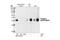 Erk1 antibody, 4376S, Cell Signaling Technology, Western Blot image 