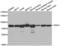TNF Receptor Associated Protein 1 antibody, abx002078, Abbexa, Western Blot image 