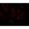 Protein dispatched homolog 1 antibody, MBS151446, MyBioSource, Immunofluorescence image 