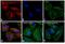 Mouse IgG (H+L) antibody, A-21422, Invitrogen Antibodies, Immunofluorescence image 