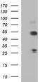 SMAD Family Member 1 antibody, LS-C788518, Lifespan Biosciences, Western Blot image 
