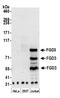 FYVE, RhoGEF And PH Domain Containing 3 antibody, A305-201A, Bethyl Labs, Western Blot image 