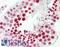 RBMX Like 2 antibody, LS-B10311, Lifespan Biosciences, Immunohistochemistry frozen image 