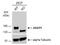 A-Kinase Anchoring Protein 1 antibody, NBP2-15319, Novus Biologicals, Western Blot image 