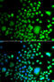 Paired Box 6 antibody, 22-869, ProSci, Immunofluorescence image 