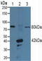 P2RX7 antibody, abx128180, Abbexa, Western Blot image 