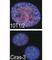 Ribosomal Protein S6 Kinase A4 antibody, F40136-0.4ML, NSJ Bioreagents, Western Blot image 
