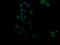 Ras association domain-containing protein 8 antibody, M11627-1, Boster Biological Technology, Immunofluorescence image 