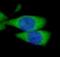 Lipopolysaccharide Binding Protein antibody, FNab04712, FineTest, Immunofluorescence image 
