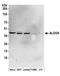Aldolase, Fructose-Bisphosphate A antibody, A304-495A, Bethyl Labs, Western Blot image 