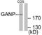 Minichromosome Maintenance Complex Component 3 Associated Protein antibody, AP32233PU-N, Origene, Western Blot image 