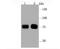BCL2 Associated Athanogene 3 antibody, NBP2-67177, Novus Biologicals, Western Blot image 