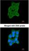 Cartilage Associated Protein antibody, NBP1-32884, Novus Biologicals, Immunofluorescence image 