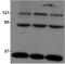 Stromal Antigen 3 antibody, NBP1-58087, Novus Biologicals, Western Blot image 