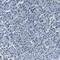 Poly(A)-Specific Ribonuclease antibody, PA5-52893, Invitrogen Antibodies, Immunohistochemistry paraffin image 