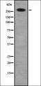 Desmoplakin antibody, orb337183, Biorbyt, Western Blot image 