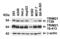 Ro52 antibody, 7729, ProSci Inc, Western Blot image 